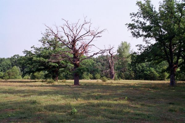 Udbina, Šalamunič, 13.10.1999
Krbavsko polje, pastevní les Laudonov Gaj.



Mots-clés: Šalamunič Ampedus cardinalis nigerrimus Melanotus villosus Crepidophorus mutilatus Procraerus tibialis