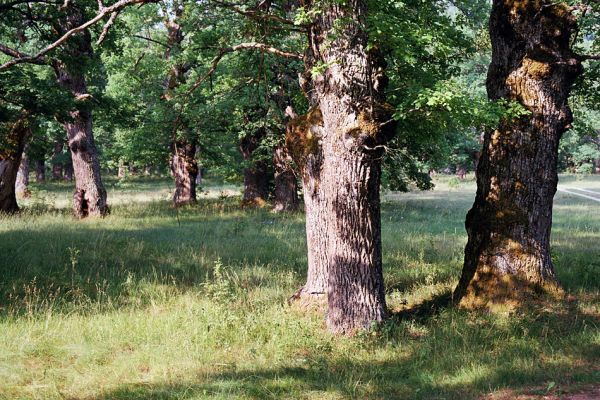 Udbina, Šalamunič, 13.10.1999
Krbavsko polje, pastevní les Laudonov Gaj.
Mots-clés: Šalamunič Ampedus cardinalis nigerrimus Melanotus villosus Crepidophorus mutilatus Procraerus tibialis