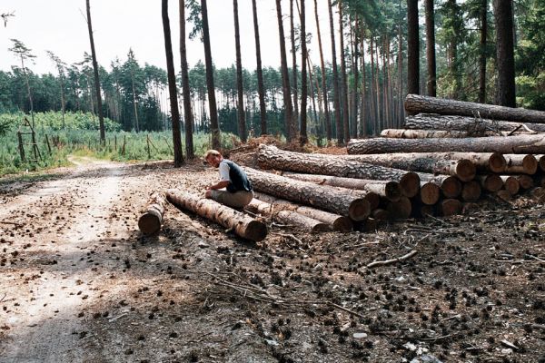 Krňovice, Šanovec, 26.7.2006
Borová plantáž u rybníka Šanovce - biotop kovaříka Stenagostus rufus. Přes den se tito kovaříci skrývají na zemi pod borovými kládami. Entomolog Jiří Krátký v akci.
Klíčová slova: Krňovice Šanovec Stenagostus rufus Jiří Krátký