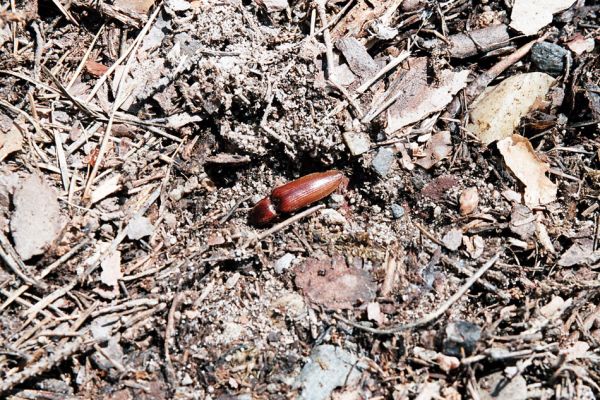 Krňovice, Šanovec, 26.7.2006
Kovařík Stenagostus rufus byl ukryt na zemi pod odvalenou borovou kládou.
Schlüsselwörter: Krňovice Šanovec Stenagostus rufus