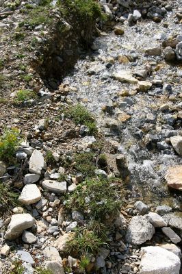 Šar planina, 7.7.2009
Štěrkové břehy potůčku v lyžařském středisku Popova Šapka. Biotop kovaříka Zorochros dermestoides.
Mots-clés: Šar planina Popova Šapka Zorochros dermestoides