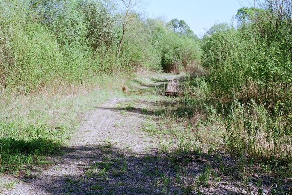 Veľký Šariš, 5.5.2003
Štěrková cesta u řeky Torysy. Biotop kovaříka Zorochros flavipes.
Keywords: Veľký Šariš Torysa Zorochros flavipes