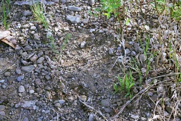 Veľký Šariš, 5.5.2003
Okraje štěrkové cesty u řeky Torysy. Biotop kovaříka Zorochros flavipes.
Schlüsselwörter: Veľký Šariš Torysa Zorochros flavipes