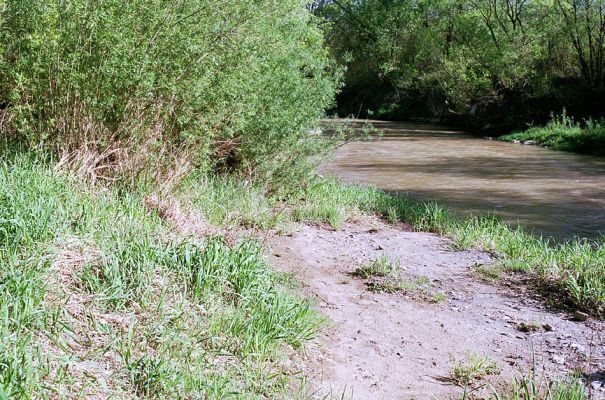 Veľký Šariš, 5.5.2003
Písčité náplavy na březích řeky Torysy. Břehy porostlé travou osídlil kovařík Cidnopus platiai.
Klíčová slova: Veľký Šariš Torysa Zorochros dermestoides meridionalis Negastrius pulchellus sabulicola Synaptus filiformis