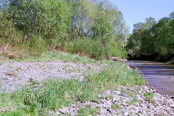 Veľký Šariš, 5.5.2003
Štěrkové náplavy na březích řeky Torysy. 
Keywords: Veľký Šariš Torysa Zorochros dermestoides Synaptus filiformis