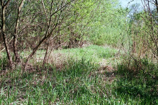 Veľký Šariš, 5.5.2003
Pobřežní porost na písčitých náplavech břehů řeky Torysy. Biotop kovaříků Cidnopus platiai, kteří právě aktivují na stéblech travin.
Klíčová slova: Veľký Šariš Torysa Cidnopus platiai