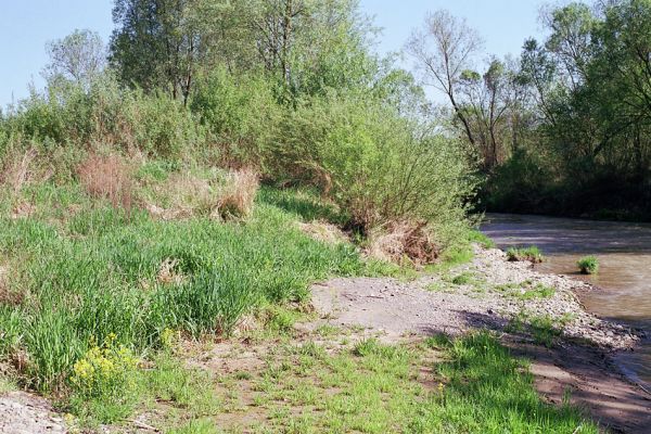 Veľký Šariš, 5.5.2003
Štěrkové a písčité náplavy na březích řeky Torysy. 
Mots-clés: Veľký Šariš Torysa Zorochros dermestoides meridionalis Synaptus filiformis