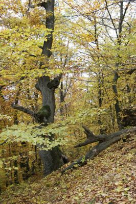 Šášovské Podhradie, 29.10.2011
Štiavnické vrchy - suťový les nad Šášovským hradem. 
Keywords: Žiar nad Hronom Šášovské Podhradie Šášovský hrad