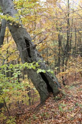 Šášovské Podhradie, 29.10.2011
Štiavnické vrchy - suťový les nad Šášovským hradem. Biotop kovaříka Ischnodes sanguinicollis.
Klíčová slova: Žiar nad Hronom Šášovské Podhradie Šášovský hrad Ischnodes sanguinicollis