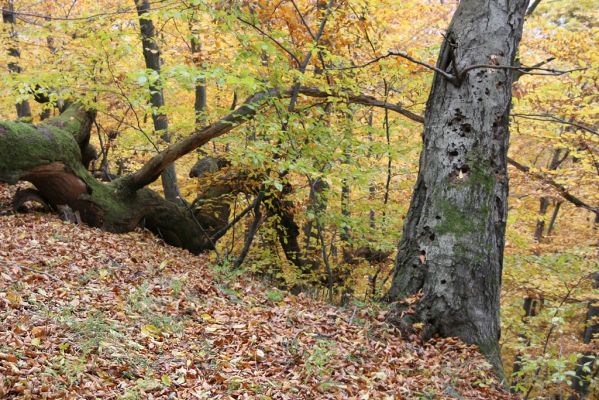 Šášovské Podhradie, 29.10.2011
Štiavnické vrchy - suťový les nad Šášovským hradem. 
Klíčová slova: Žiar nad Hronom Šášovské Podhradie Šášovský hrad Ischnodes sanguinicollis