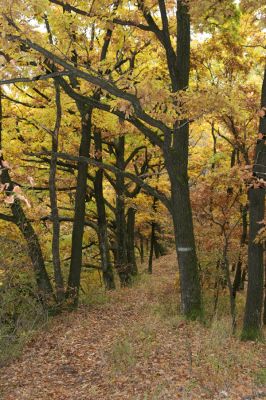 Šášovské Podhradie, 29.10.2011
Štiavnické vrchy - Blanočný vrch.  
Keywords: Žiar nad Hronom Šášovské Podhradie Blanočný vrch