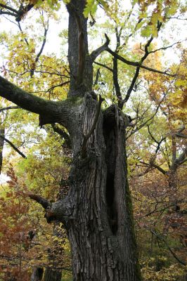 Šášovské Podhradie, 29.10.2011
Štiavnické vrchy - Blanočný vrch.
Klíčová slova: Žiar nad Hronom Šášovské Podhradie Blanočný vrch