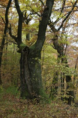 Šášovské Podhradie, 29.10.2011
Štiavnické vrchy - Blanočný vrch.
Keywords: Žiar nad Hronom Šášovské Podhradie Blanočný vrch