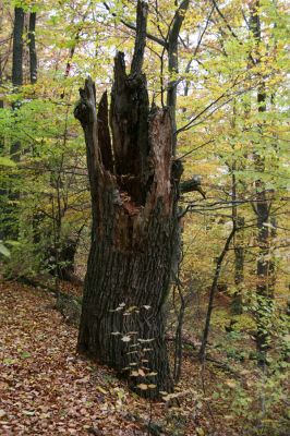 Šášovské Podhradie, 29.10.2011
Štiavnické vrchy - Blanočný vrch.
Keywords: Žiar nad Hronom Šášovské Podhradie Blanočný vrch