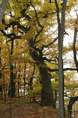 Šášovské Podhradie, 29.10.2011
Štiavnické vrchy - Blanočný vrch.
Mots-clés: Žiar nad Hronom Šášovské Podhradie Blanočný vrch