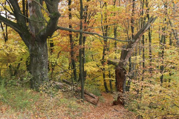 Šášovské Podhradie, 29.10.2011
Štiavnické vrchy - Blanočný vrch.
Klíčová slova: Žiar nad Hronom Šášovské Podhradie Blanočný vrch