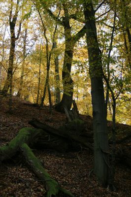 Šášovské Podhradie, 29.10.2011
Štiavnické vrchy - Blanočný vrch.
Keywords: Žiar nad Hronom Šášovské Podhradie Blanočný vrch