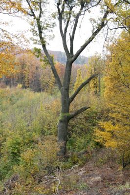 Šášovské Podhradie, 29.10.2011
Štiavnické vrchy - Blanočný vrch. Holoseče na východním svahu.
Mots-clés: Žiar nad Hronom Šášovské Podhradie Blanočný vrch