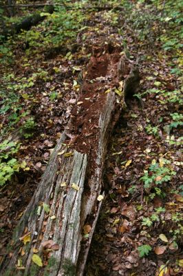 Šášovské Podhradie, 29.10.2011
Štiavnické vrchy - Blanočný vrch.
Keywords: Žiar nad Hronom Šášovské Podhradie Blanočný vrch Ampedus quadrisignatus