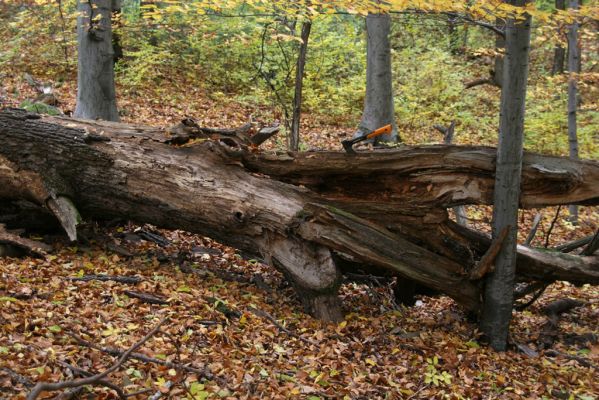 Šášovské Podhradie, 29.10.2011
Štiavnické vrchy - Blanočný vrch.
Klíčová slova: Žiar nad Hronom Šášovské Podhradie Blanočný vrch