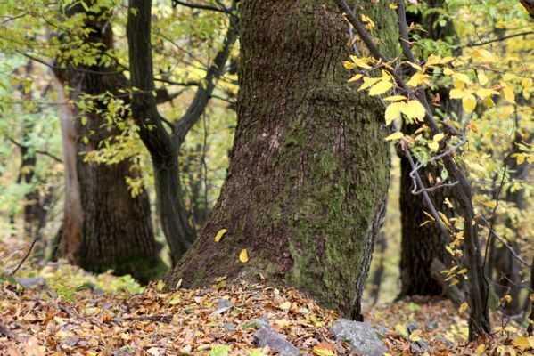 Šášovské Podhradie, 29.10.2011
Štiavnické vrchy - suťový les nad Šášovským hradem.
Klíčová slova: Žiar nad Hronom Šášovské Podhradie Šášovský hrad