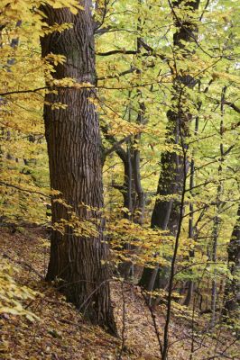 Šášovské Podhradie, 29.10.2011
Štiavnické vrchy - suťový les nad Šášovským hradem.
Klíčová slova: Žiar nad Hronom Šášovské Podhradie Šášovský hrad