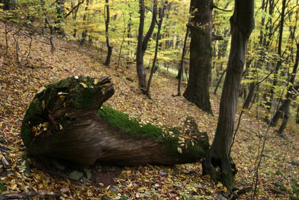 Šášovské Podhradie, 29.10.2011
Štiavnické vrchy - suťový les nad Šášovským hradem.
Keywords: Žiar nad Hronom Šášovské Podhradie Šášovský hrad