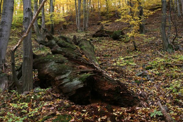 Šášovské Podhradie, 29.10.2011
Štiavnické vrchy - zbytky starých dubů v suťovém lese nad Šášovským hradem.
Klíčová slova: Žiar nad Hronom Šášovské Podhradie Šášovský hrad Ampedus nigerrimus praeustus