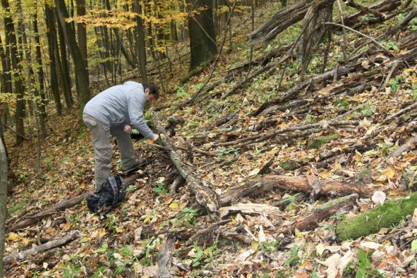 Šášovské Podhradie, 29.10.2011
Štiavnické vrchy - suťový les nad Šášovským hradem.
Schlüsselwörter: Žiar nad Hronom Šášovské Podhradie Šášovský hrad Melasis buprestoides Dušánek