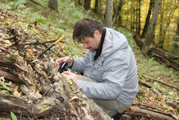 Šášovské Podhradie, 29.10.2011
Štiavnické vrchy - suťový les nad Šášovským hradem. Fotodokumentace biotopu dřevomila Melasis buprestoides.
Mots-clés: Žiar nad Hronom Šášovské Podhradie Šášovský hrad Dušánek