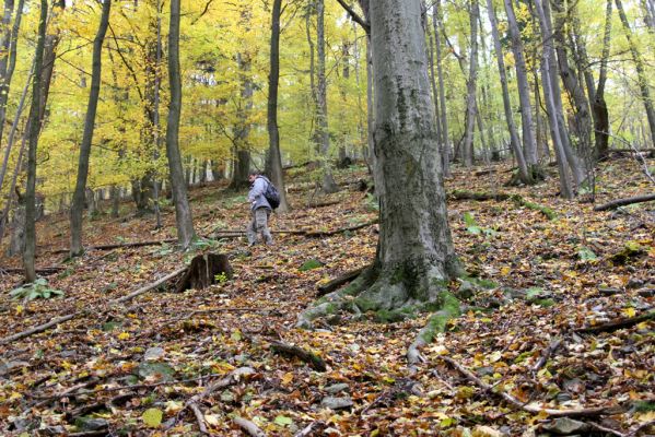 Šášovské Podhradie, 29.10.2011
Štiavnické vrchy - suťový les nad Šášovským hradem.
Klíčová slova: Žiar nad Hronom Šášovské Podhradie Šášovský hrad Dušánek