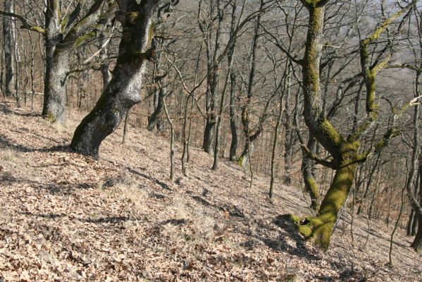 Sása, 14.3.2014
Javorie, jihozápadní svah vrchu Štetka.
Klíčová slova: Sása Javorie vrch Štetka