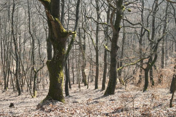 Sása, 14.3.2014
Javorie, jihozápadní svah vrchu Štetka.
Klíčová slova: Sása Javorie vrch Štetka