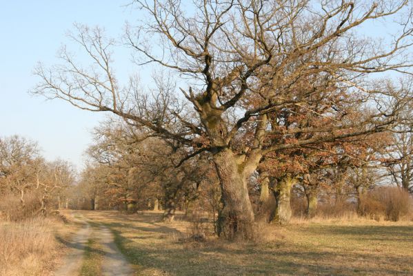 Dobrá Niva, 14.3.2014
Gavurky, starý pastevní les. Jižní část.
Klíčová slova: Dobrá Niva Gavurky Ampedus cardinalis hjorti Brachygonus dubius Lacon querceus