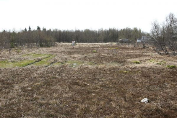 Hora Svatého Šebestiána, 29.4.2012
Rašeliniště - biotop střevlíka Carabus nitens.
Klíčová slova: Krušné hory Hora Svatého Šebestiána Carabus nitens Samek