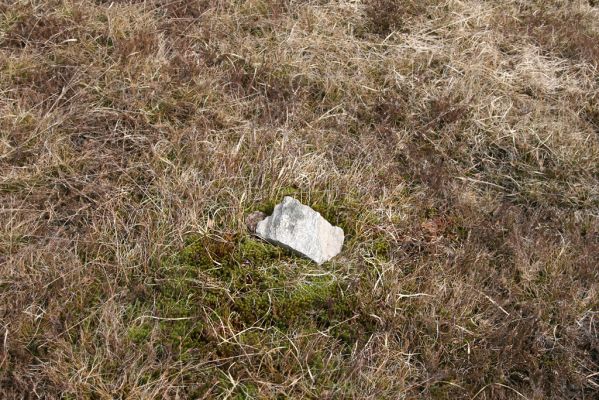 Hora Svatého Šebestiána, 29.4.2012
Rašeliniště - biotop střevlíka Carabus nitens. Pod kamenen je ukrytá past.
Klíčová slova: Krušné hory Hora Svatého Šebestiána Carabus nitens