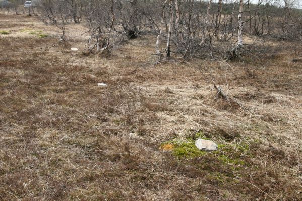 Hora Svatého Šebestiána, 29.4.2012
Rašeliniště - biotop střevlíka Carabus nitens. Pod kameny jsou ukryty pasti.
Klíčová slova: Krušné hory Hora Svatého Šebestiána Carabus nitens