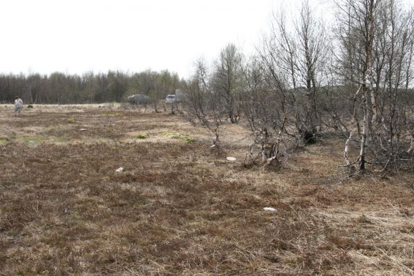 Hora Svatého Šebestiána, 29.4.2012
Rašeliniště - biotop střevlíka Carabus nitens. Pod kameny jsou ukryty zemní pasti.
Klíčová slova: Krušné hory Hora Svatého Šebestiána Carabus nitens Samek