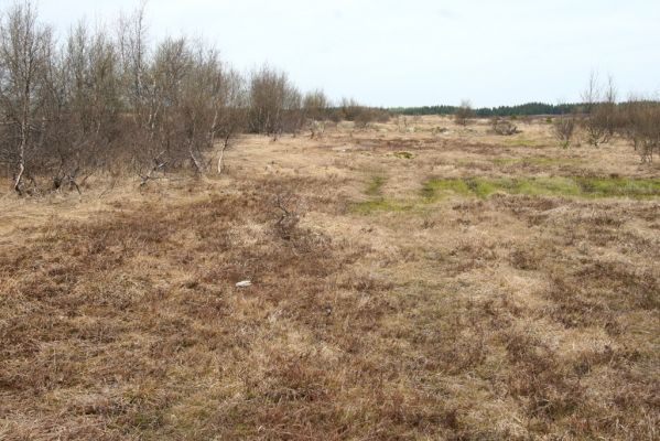 Hora Svatého Šebestiána, 29.4.2012
Rašeliniště - biotop střevlíka Carabus nitens.
Klíčová slova: Krušné hory Hora Svatého Šebestiána Carabus nitens