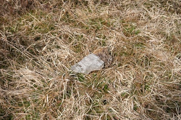 Hora Svatého Šebestiána, 29.4.2012
Rašeliniště - biotop střevlíka Carabus nitens. Pod kamenem je ukryta zemní past.
Klíčová slova: Krušné hory Hora Svatého Šebestiána Carabus nitens