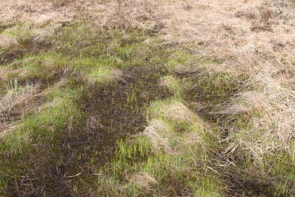 Hora Svatého Šebestiána, 29.4.2012
Rašeliniště - biotop střevlíka Carabus nitens.
Klíčová slova: Krušné hory Hora Svatého Šebestiána Carabus nitens