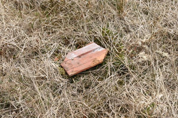 Hora Svatého Šebestiána, 29.4.2012
Rašeliniště - biotop střevlíka Carabus nitens. Pod kamenem je ukryta zemní past.
Schlüsselwörter: Krušné hory Hora Svatého Šebestiána Carabus nitens