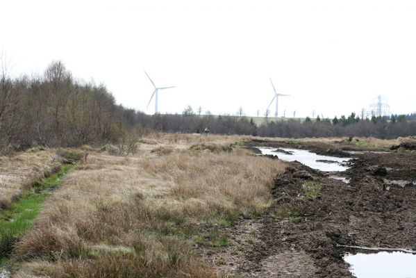 Hora Svatého Šebestiána, 29.4.2012
Rašeliniště.
Klíčová slova: Krušné hory Hora Svatého Šebestiána