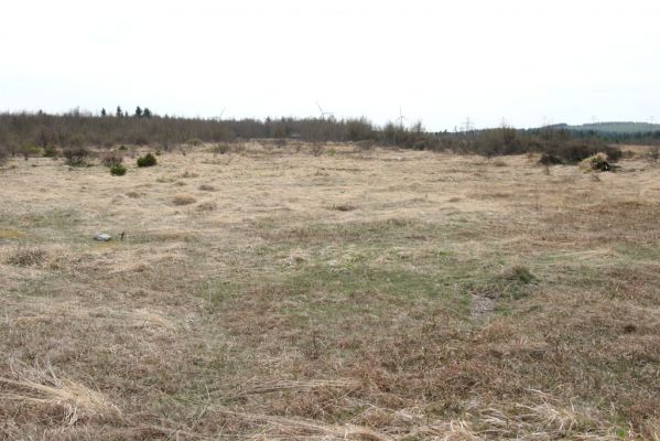 Hora Svatého Šebestiána, 29.4.2012
Rašeliniště - biotop střevlíka Carabus nitens. 
Keywords: Krušné hory Hora Svatého Šebestiána Carabus nitens