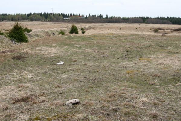 Hora Svatého Šebestiána, 29.4.2012
Rašeliniště - okraj biotopu střevlíka Carabus nitens. Pod kameny jsou ukryty zemní pasti.
Klíčová slova: Krušné hory Hora Svatého Šebestiána Carabus nitens