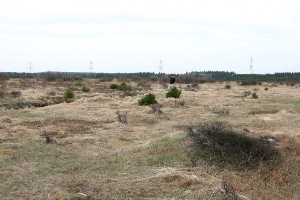 Hora Svatého Šebestiána, 29.4.2012
Rašeliniště - okraj biotopu střevlíka Carabus nitens. 
Klíčová slova: Krušné hory Hora Svatého Šebestiána Carabus nitens