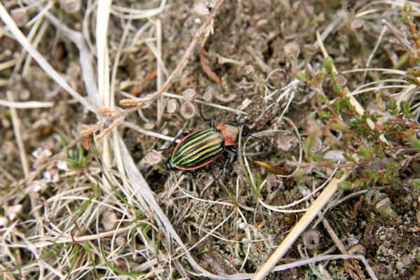 Hora Svatého Šebestiána, 29.4.2012
Rašeliniště - střevlík Carabus nitens. 
Mots-clés: Krušné hory Hora Svatého Šebestiána Carabus nitens