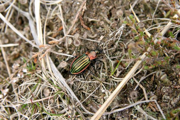 Hora Svatého Šebestiána, 29.4.2012
Rašeliniště - střevlík Carabus nitens. 
Schlüsselwörter: Krušné hory Hora Svatého Šebestiána Carabus nitens