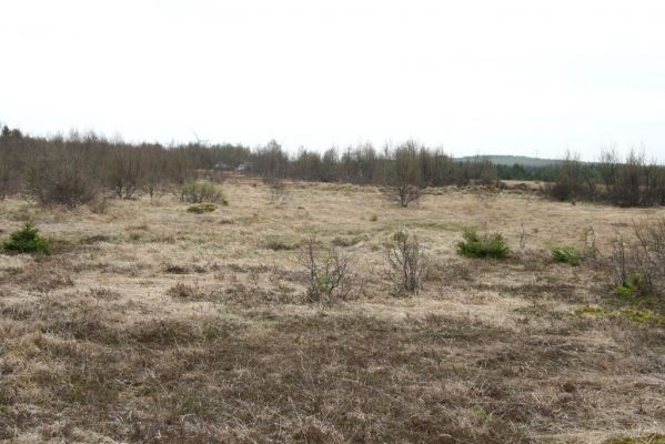 Hora Svatého Šebestiána, 29.4.2012
Rašeliniště - biotop střevlíka Carabus nitens. 
Klíčová slova: Krušné hory Hora Svatého Šebestiána Carabus nitens