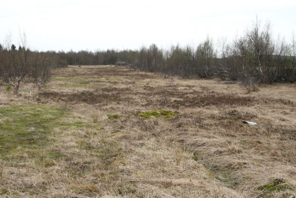 Hora Svatého Šebestiána, 29.4.2012
Rašeliniště - biotop střevlíka Carabus nitens. 
Schlüsselwörter: Krušné hory Hora Svatého Šebestiána Carabus nitens